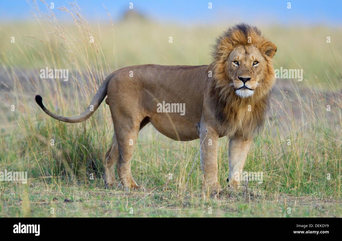 African Lion Panthera leo leo iucn status - vulnerable masaimara kenya