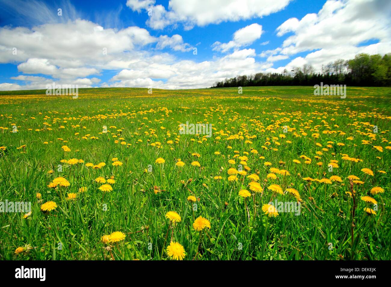 Flowers. Nova Scotia, Canada Stock Photo Alamy