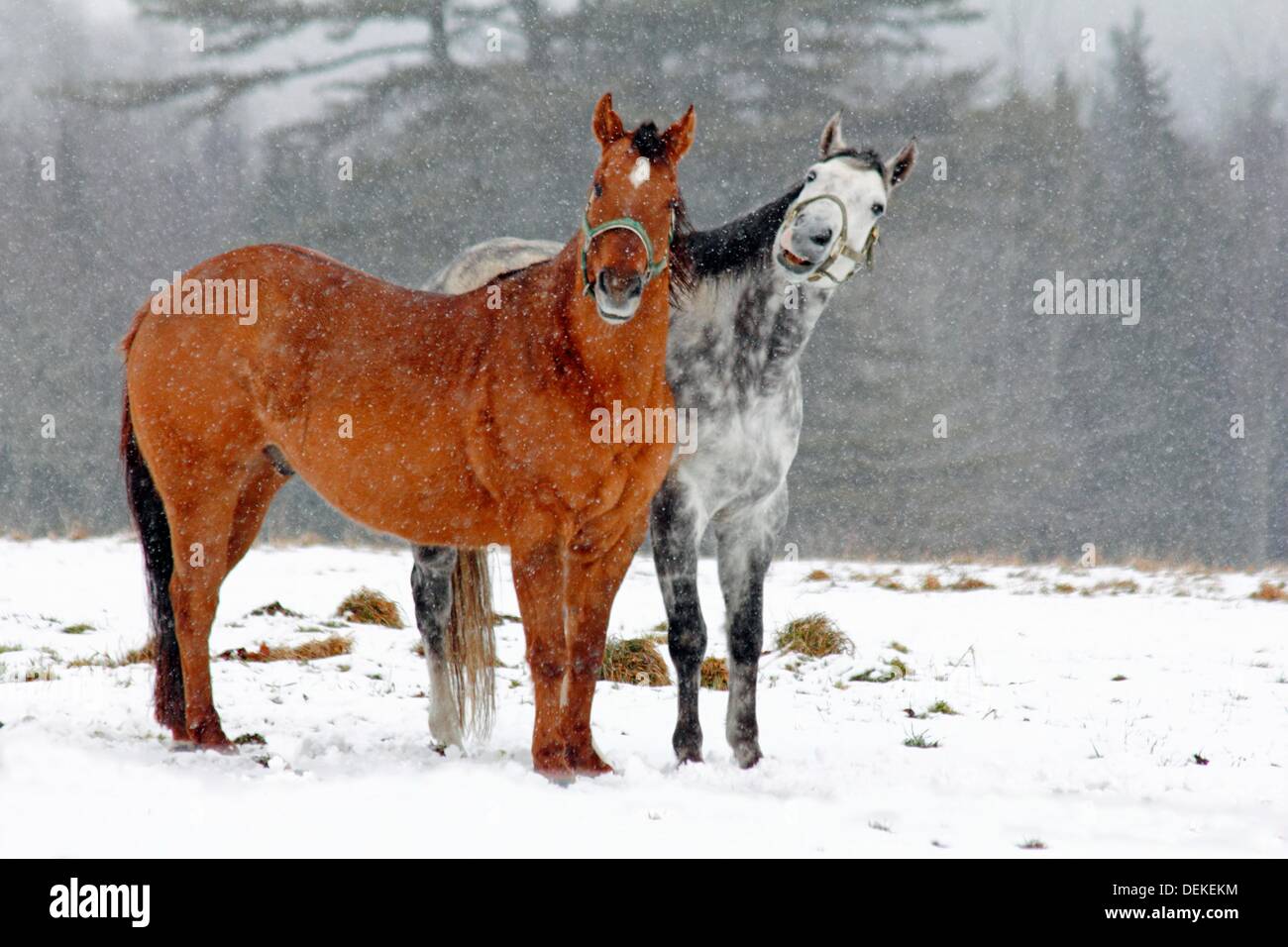 two horses jesturing to each other standing on a field of snow in winter while it is snowing Stock Photo