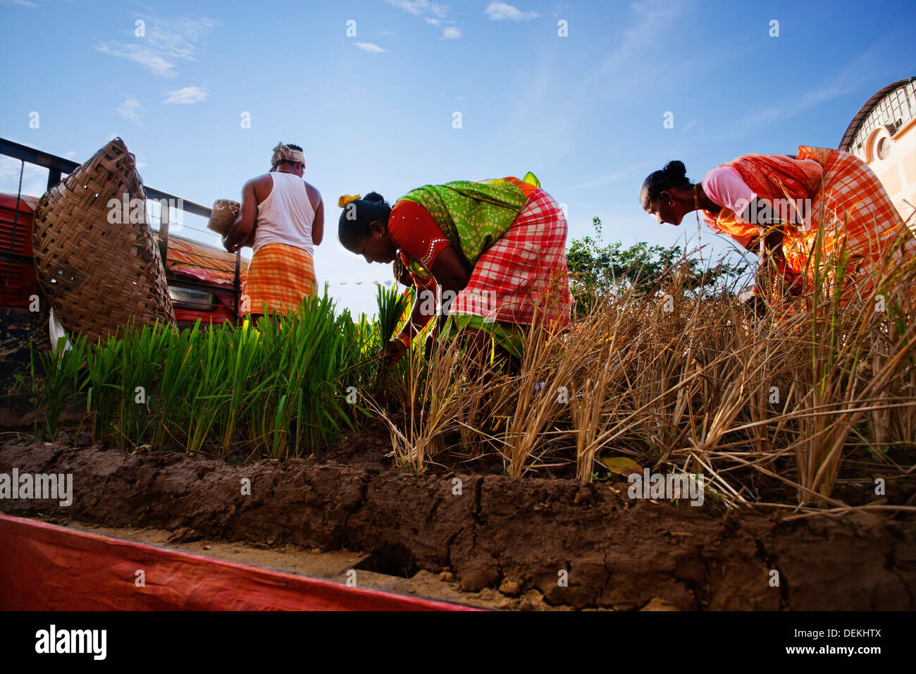 Traditional Rice Plantation Indian farmer rice plantation hi-res stock photography and images - Alamy