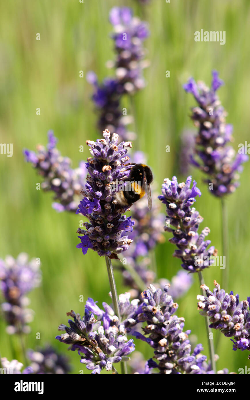 A small bee Hungry for the nectar of the lavender plant Stock Photo