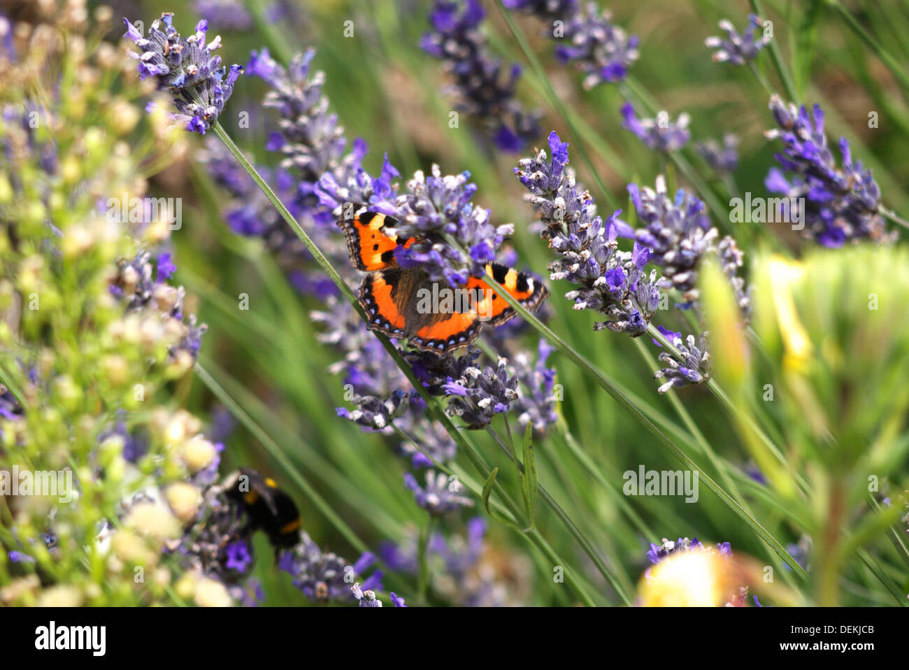 Tortoiseshell taking nectar from lavender plant Stock Photo