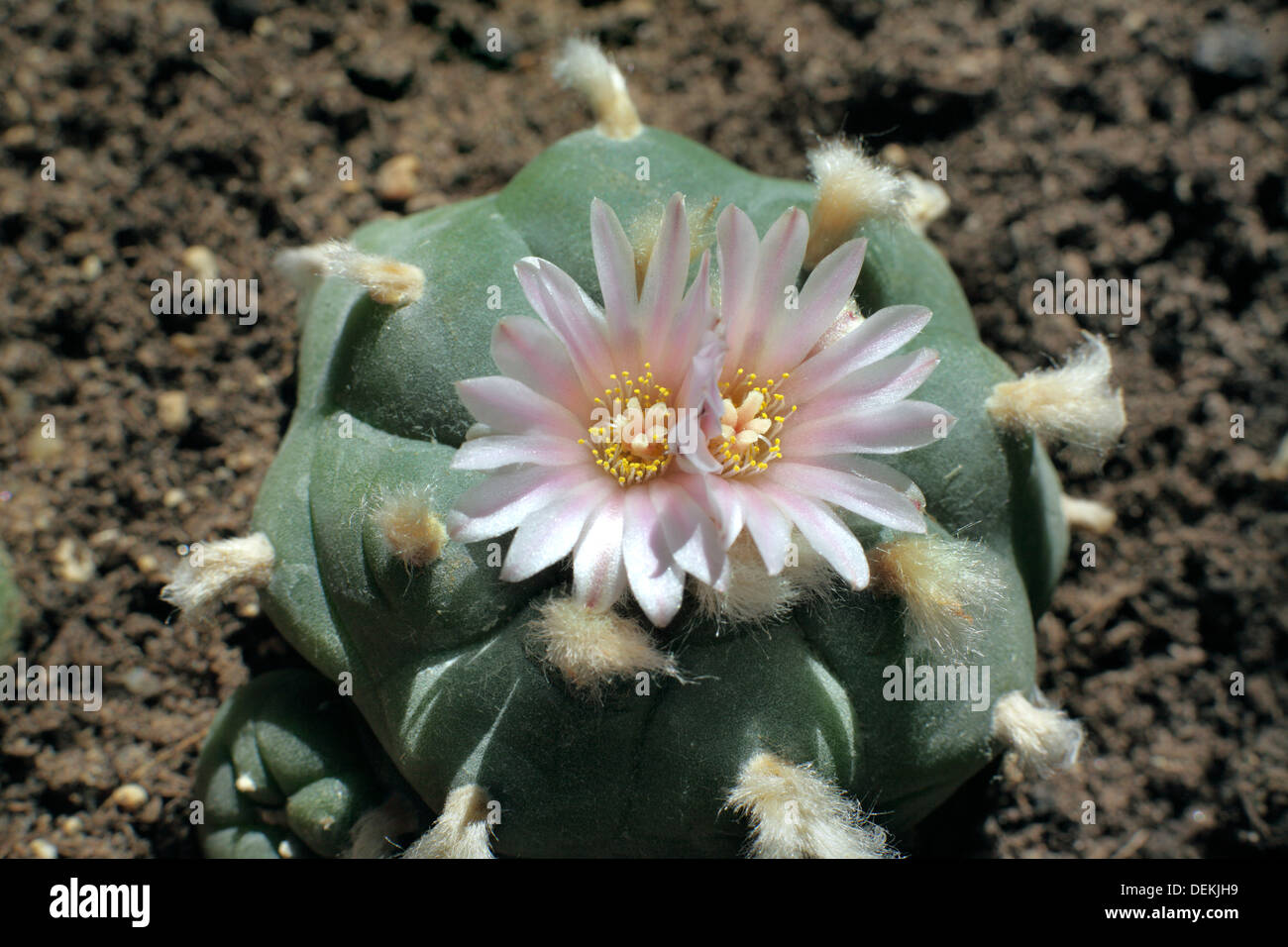 A peyote cactus with two flowers blooming at once. Stock Photo