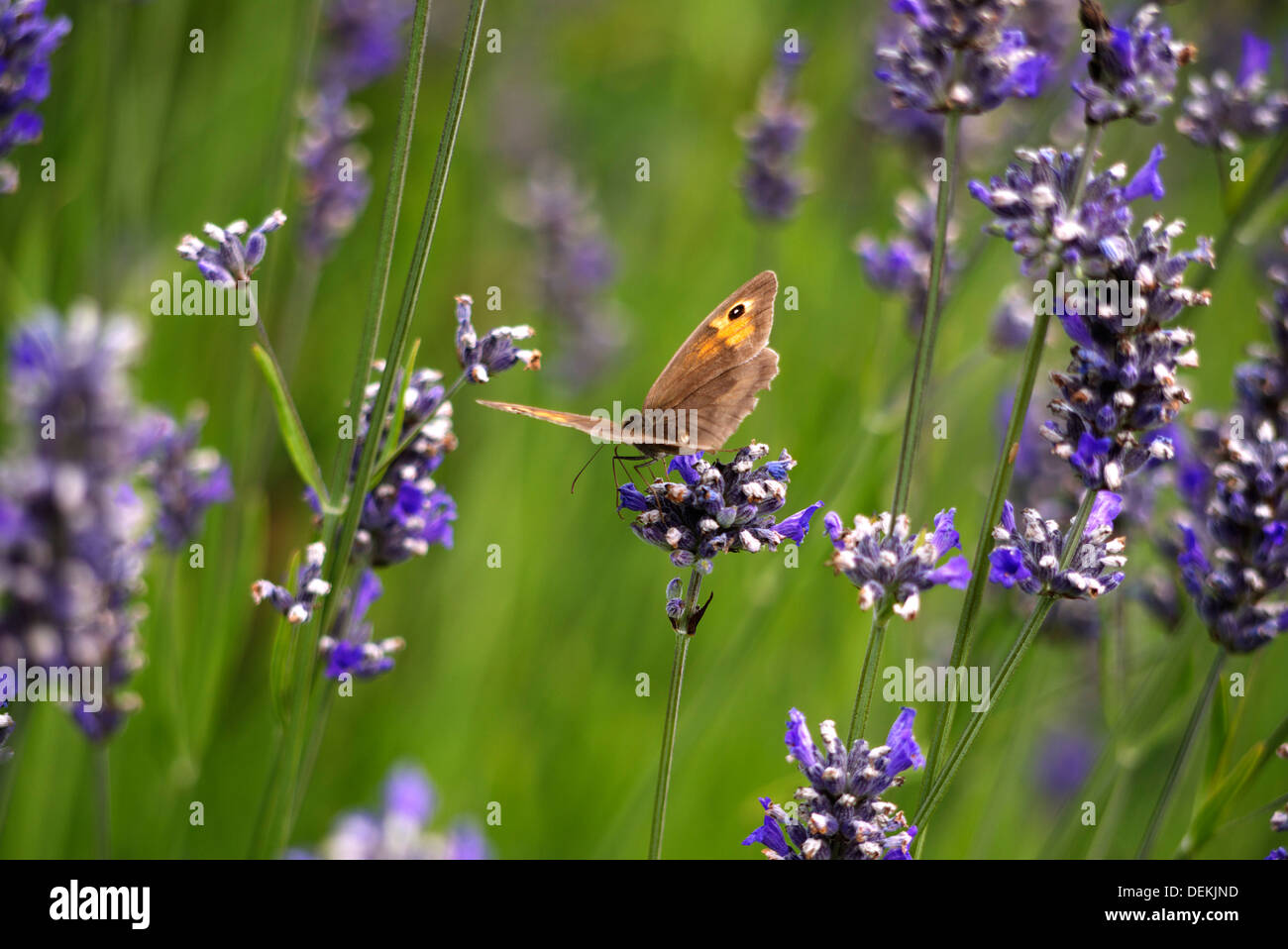 Gatekeeper butterfly resting on Lavendar Stock Photo