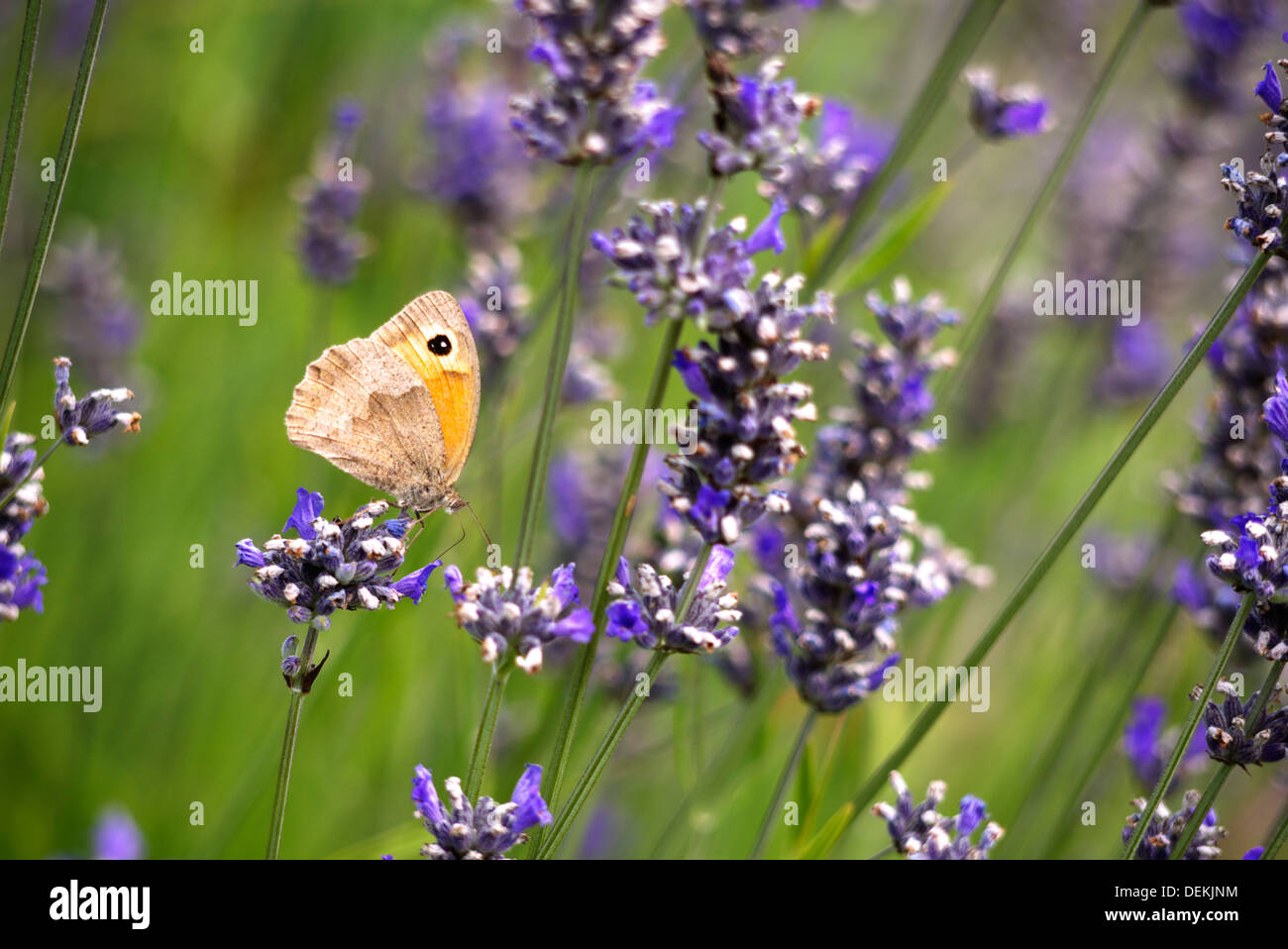 Gatekeeper butterfly resting on Lavendar Stock Photo