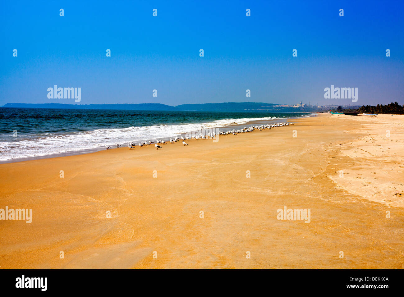 Flock of birds on the beach, Utorda Beach, Majorda, South Goa, Goa, India Stock Photo