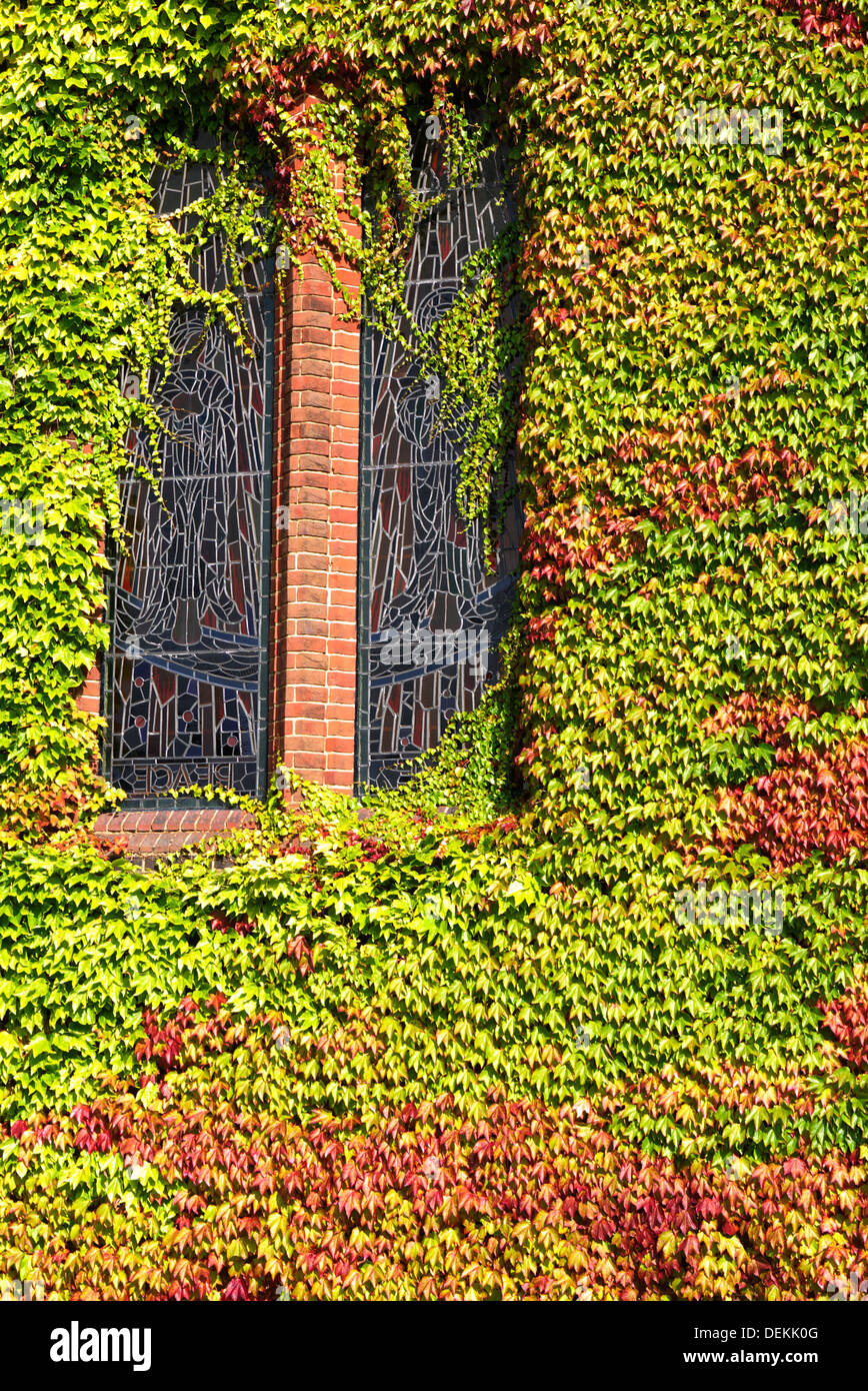 These stain glass window are slowly being consumed by the ivy. Stock Photo