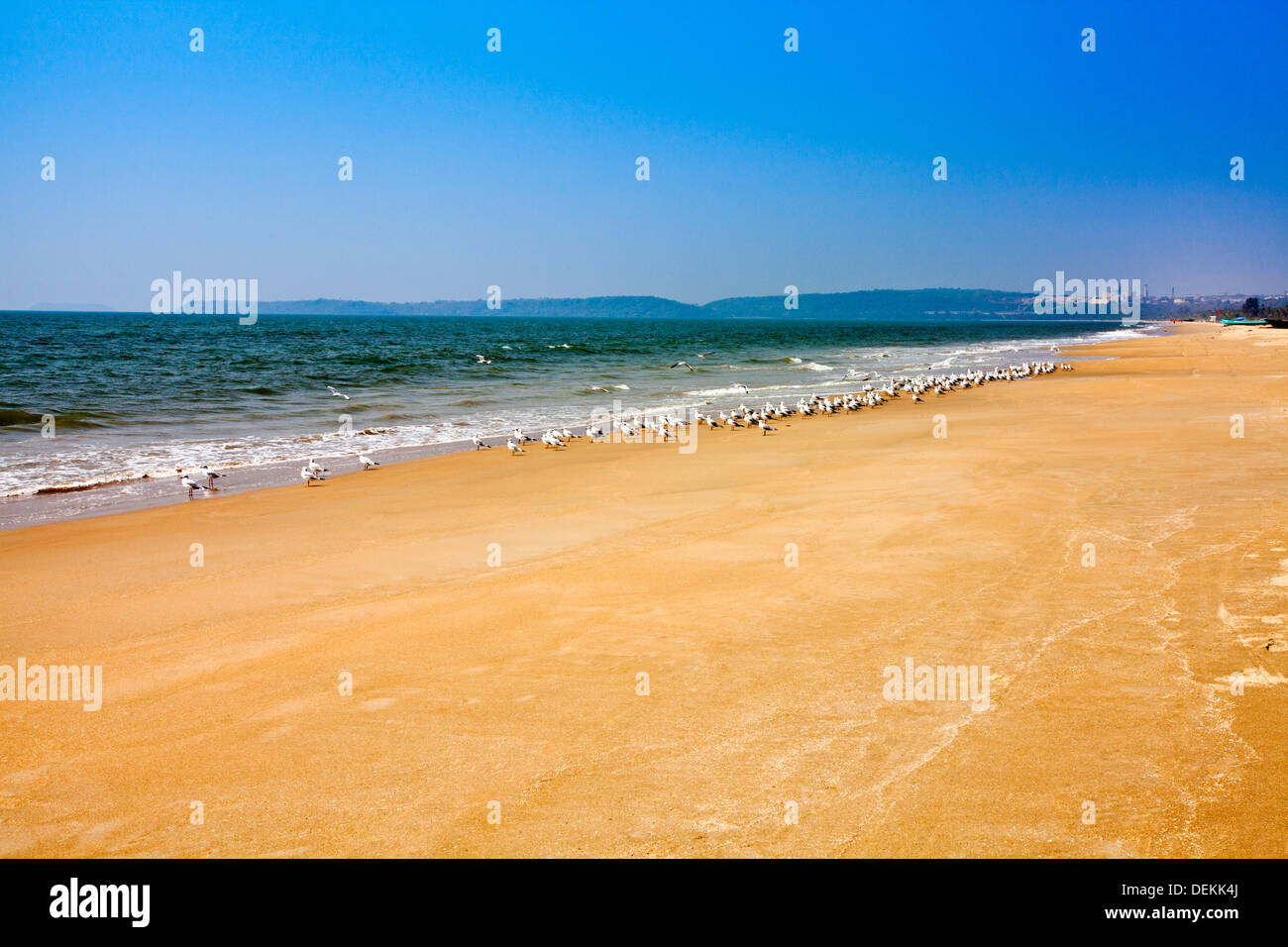 Flock of birds on the beach, Utorda Beach, Majorda, South Goa, Goa, India Stock Photo