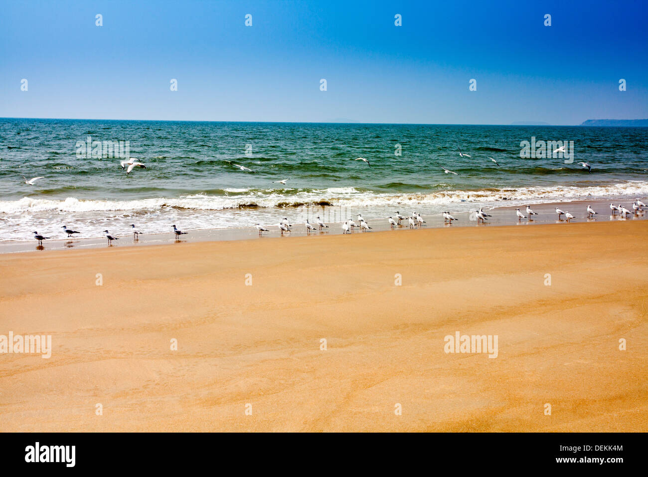 Flock of birds on the beach, Utorda Beach, Majorda, South Goa, Goa, India Stock Photo