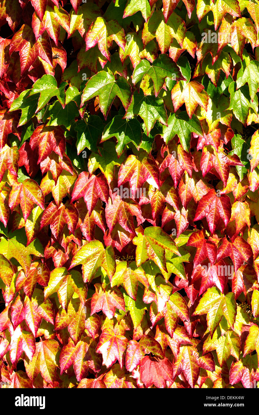 A wall of multi coloured Ivy leaves enjoy a warm sunny day. Stock Photo