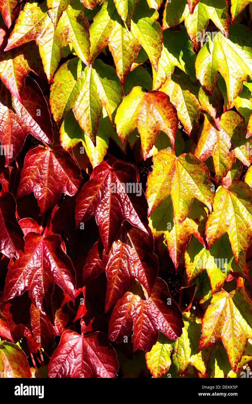 The bronzed leaves of the Ivy indicate the on set of winter on a bright sunny day Stock Photo