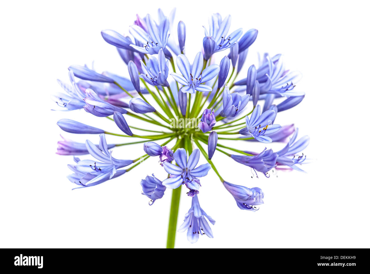 Bright blue Agapanthus flower. Macro photo isolated on white Stock Photo
