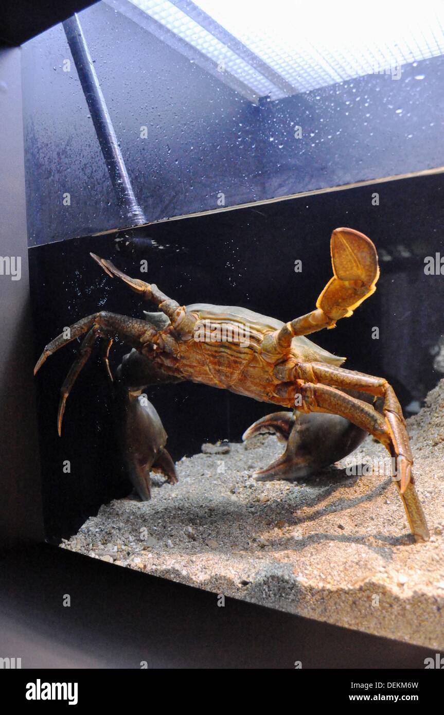 Okinawa Japan huge crab at Okinawa Churaumi Aquarium Stock Photo Alamy