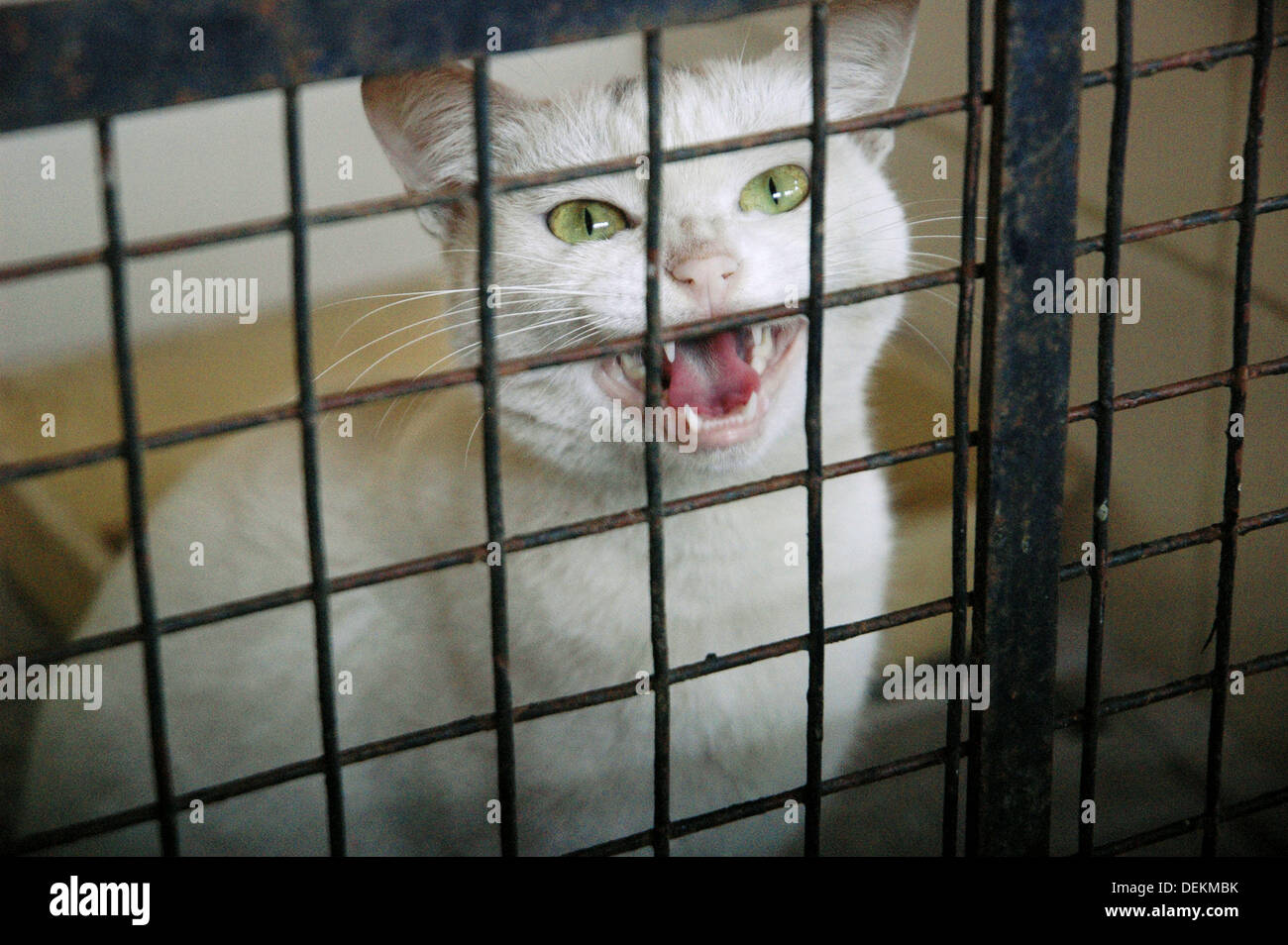 Assagao High Resolution Stock Photography And Images Alamy