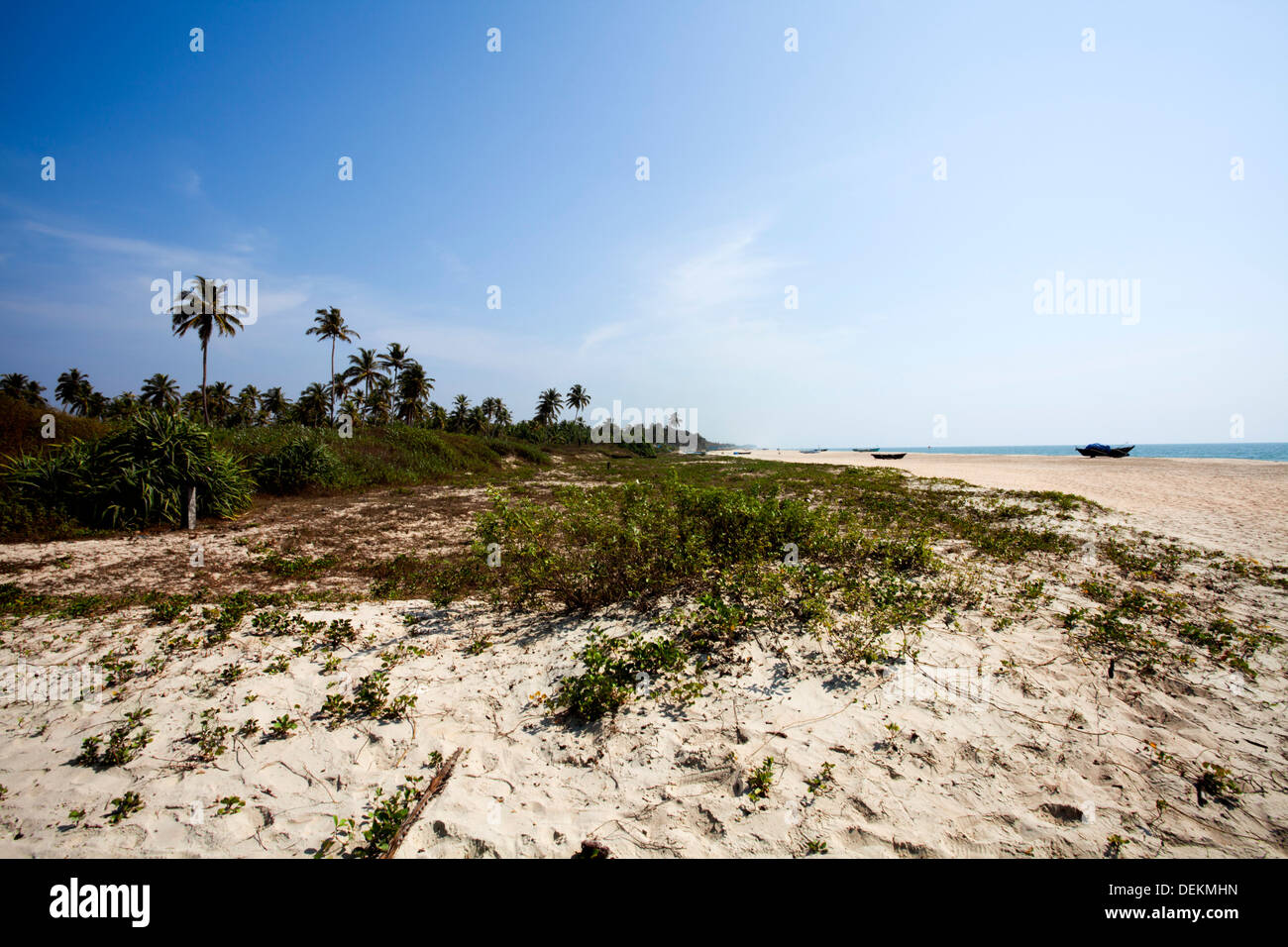 Trees on the beach, Cansaulim Beach, Majorda, South Goa, Goa, India Stock Photo