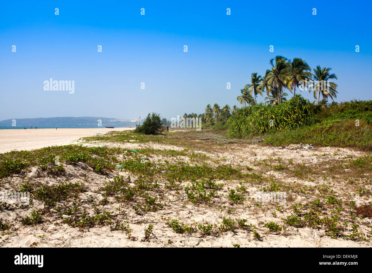 Palm trees on the coast, Cansaulim Beach, Majorda, South Goa, Goa, India Stock Photo