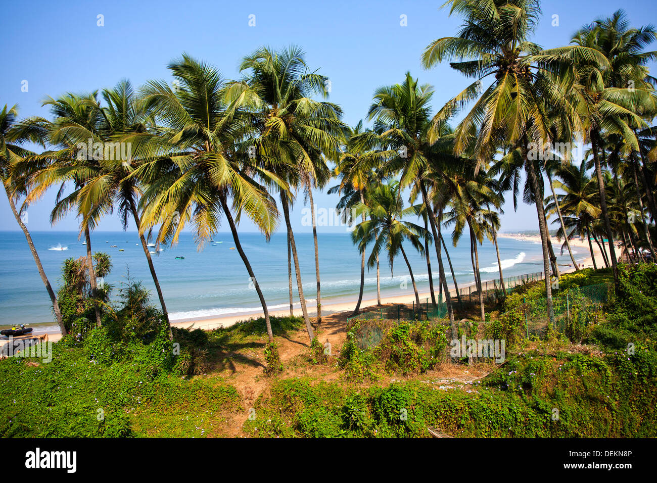 Palm Trees on the coast, Candolim Beach, Candolim, North Goa, Goa