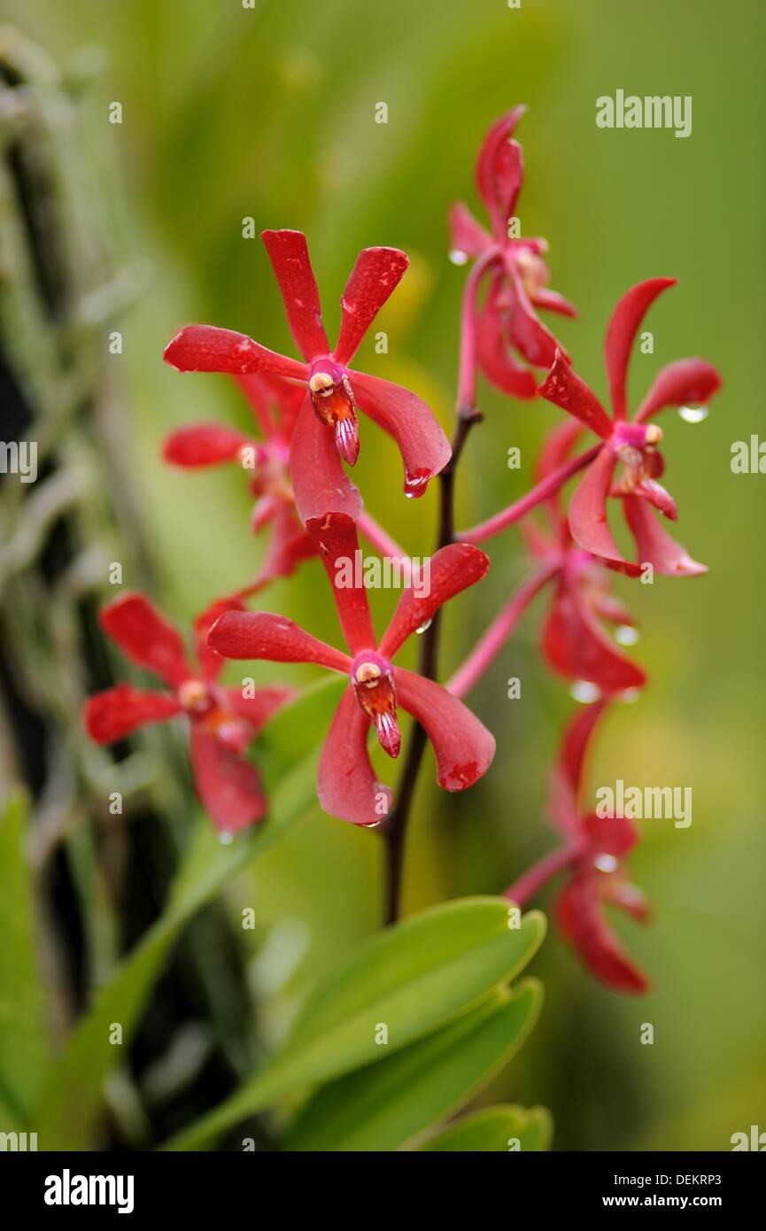 Orchid Garden, Kuching, Sarawak, Malaysia Stock Photo Alamy