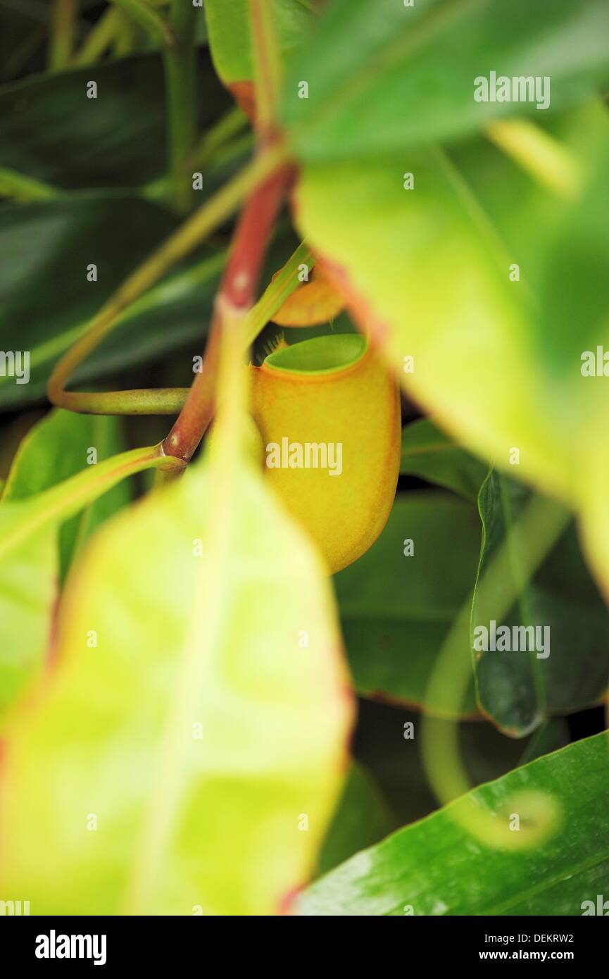 Nepenthes pitcher plant. Orchid Garden, Kuching, Sarawak, Malaysia