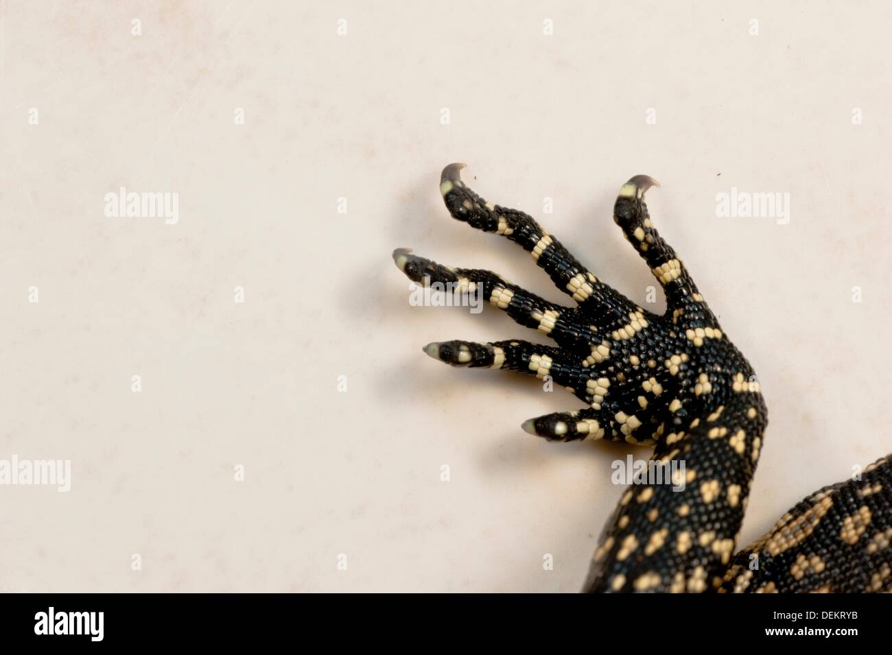 The leg of monitor lizard Stock Photo Alamy