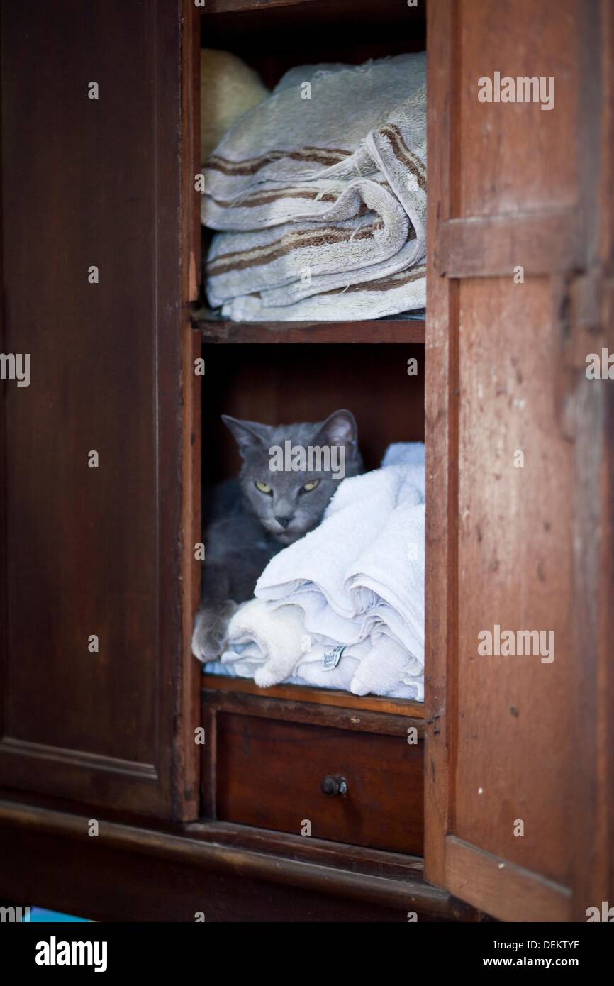 Cat in cupboard Stock Photo Alamy