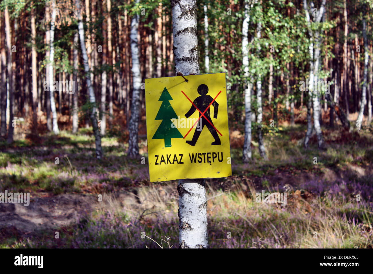 Danger in the forest Stock Photo