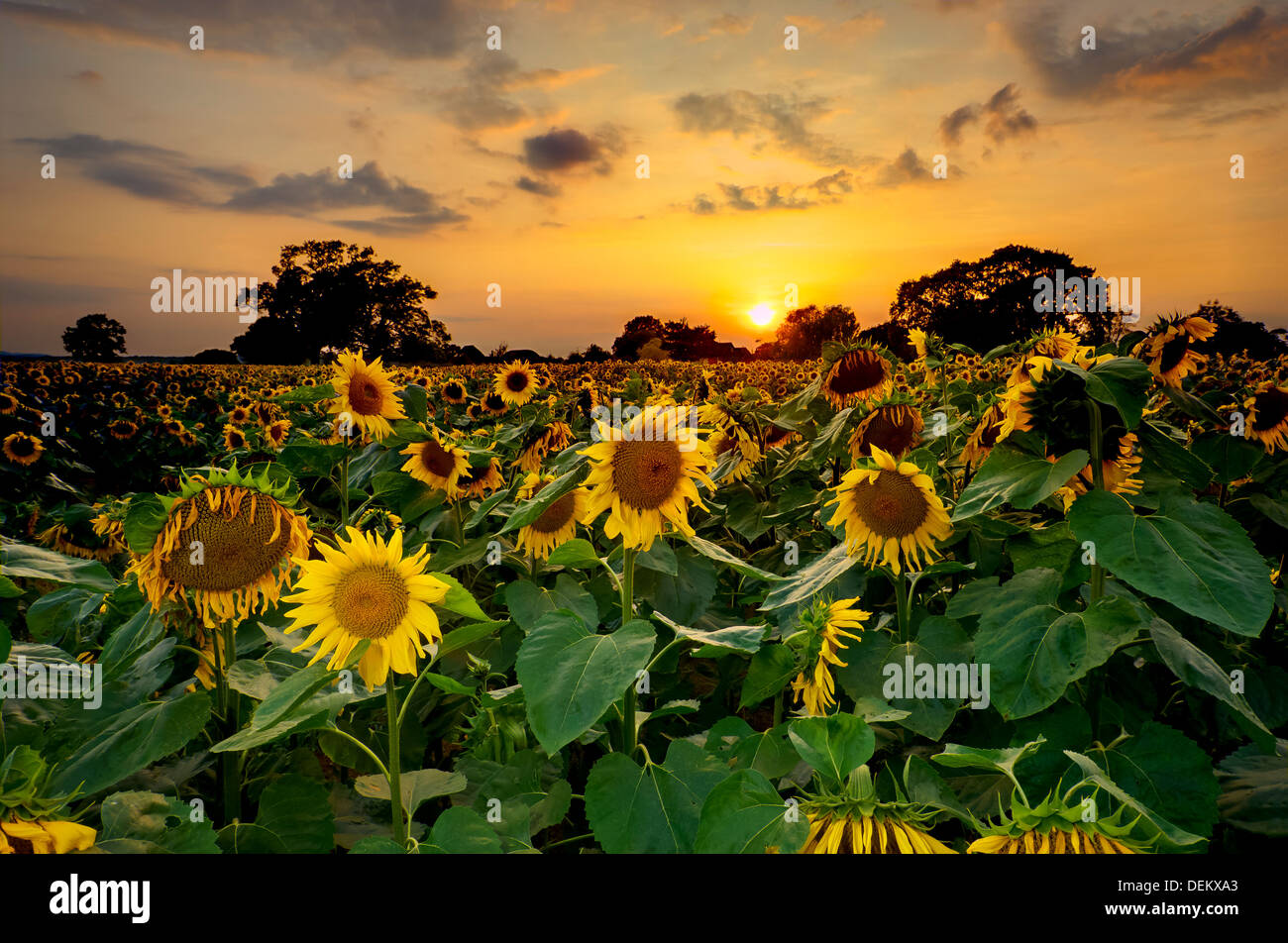 sunflowers in field, East Sussex, England, UK, Europe Stock Photo