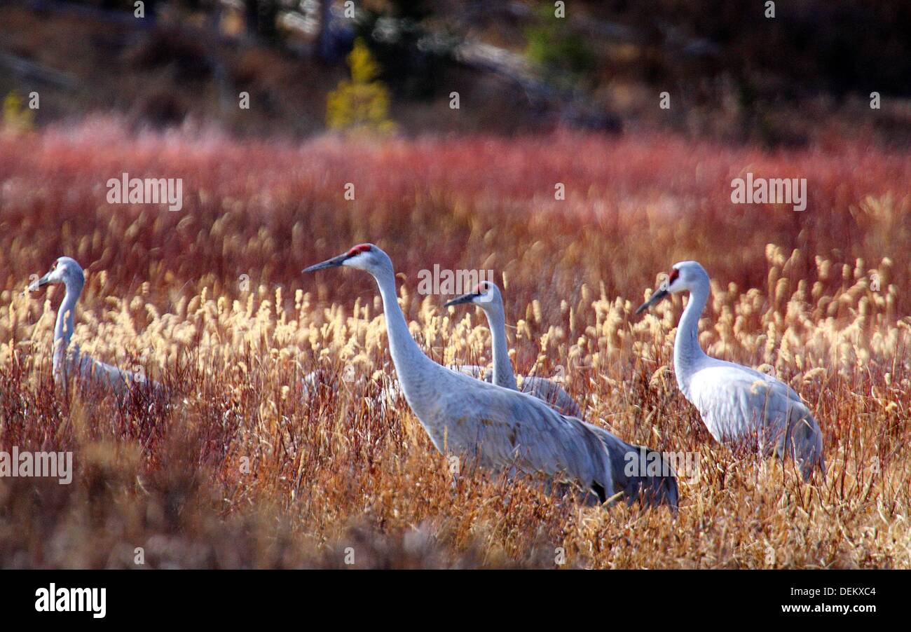Sandhill Cranes graze during fall at Yellowstone National Park, Wyoming Stock Photo