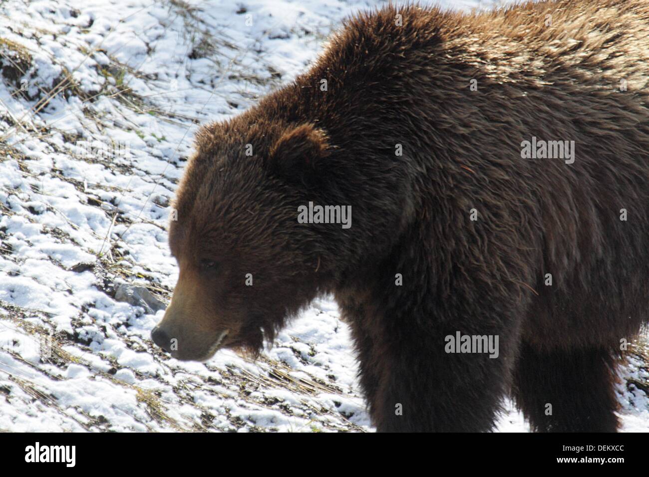 A Grizzly Bear trudges through the spring snow in Yellowstone National Park Stock Photo