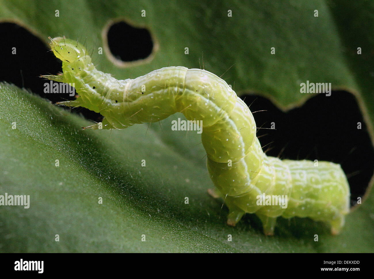 Cabbage looper. Trichoplusia ni. Lepidoptera. Noctuidae. Michigan, USA. Stock Photo