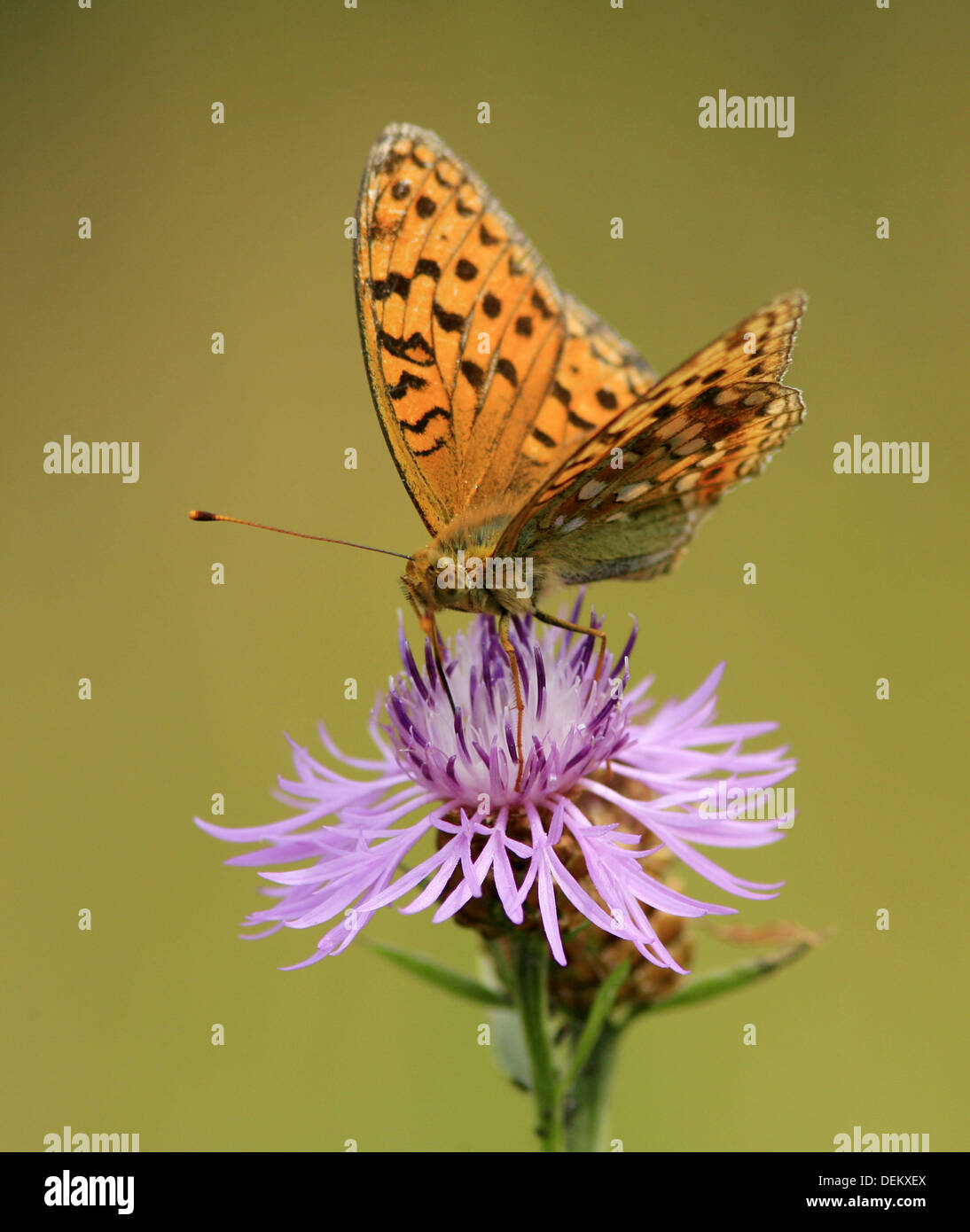 Silver-washed Fritillary (Argynnis paphia) butterfly. Sweden Stock ...