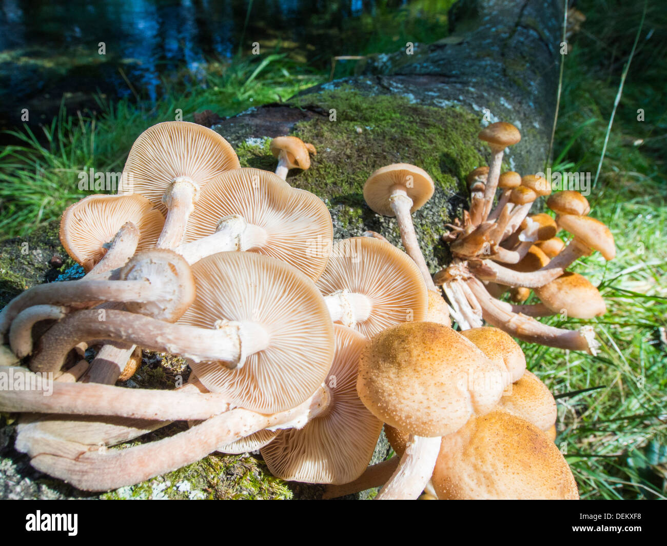 Funghi on a fallen tree branch in Langdale, Lake District, UK. Stock Photo