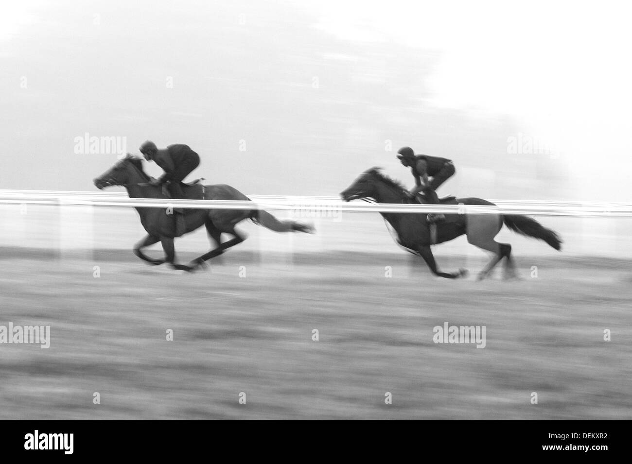 Two horses on the Gallops in Newmarket Stock Photo