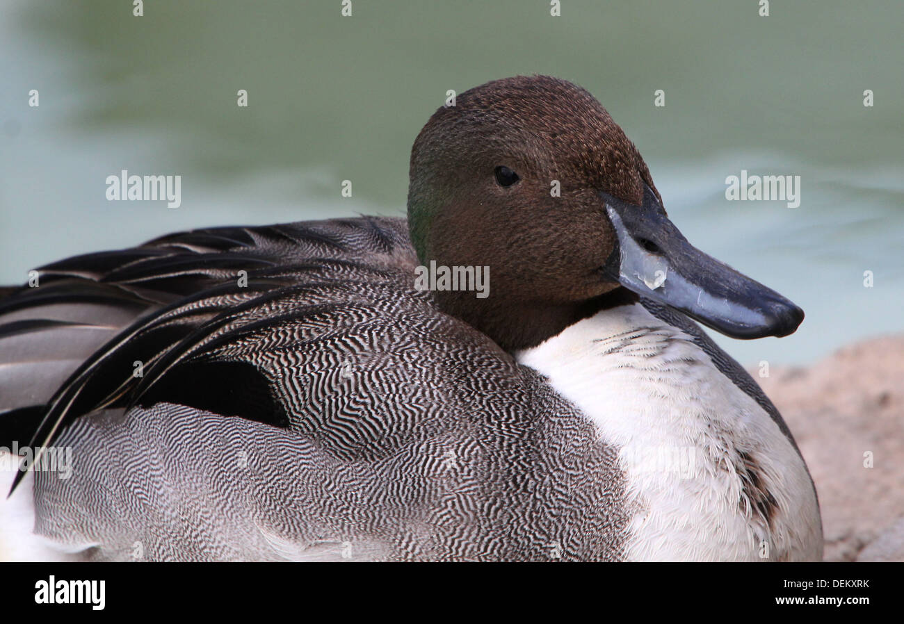Close-up of a male Northern Pintail duck (Anas acuta) posing, resting and preening his feathers (13 images in series) Stock Photo