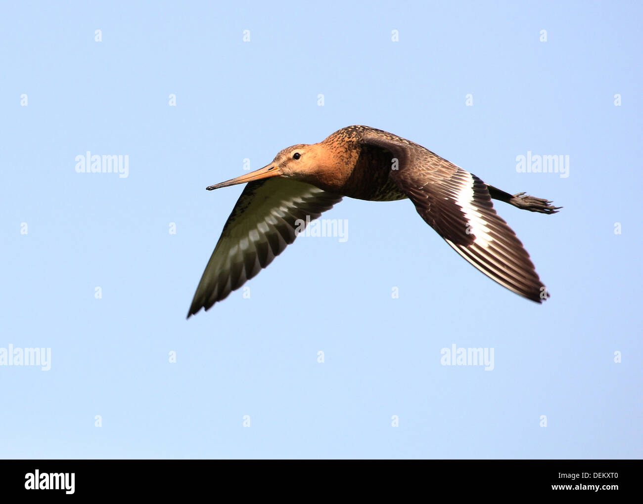Detailed close-up of a Black-tailed Godwit (Limosa limosa) in flight Stock Photo