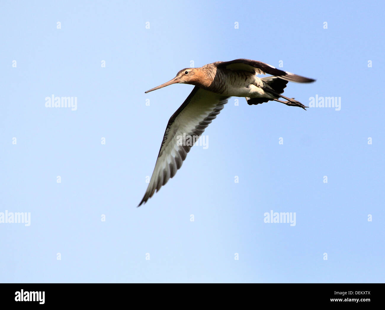 Detailed close-up of a Black-tailed Godwit (Limosa limosa) in flight Stock Photo