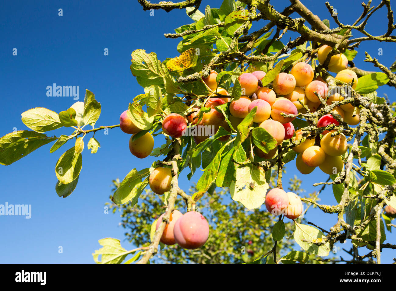 Plums growing in an orchard near Pershore, Vale of Evesham