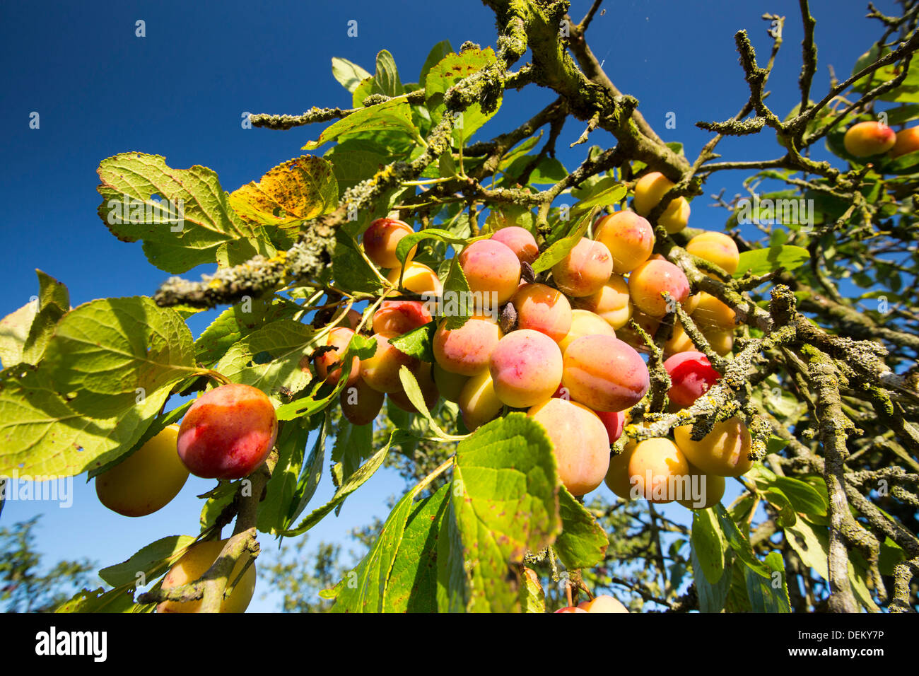 Plums growing uk hires stock photography and images Alamy