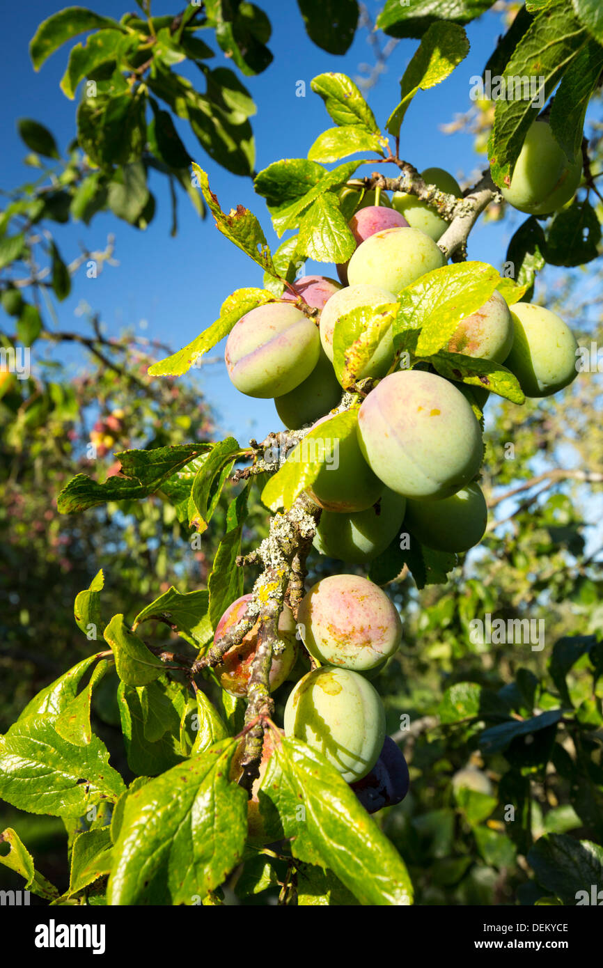 Plum orchard worcestershire hires stock photography and images Alamy