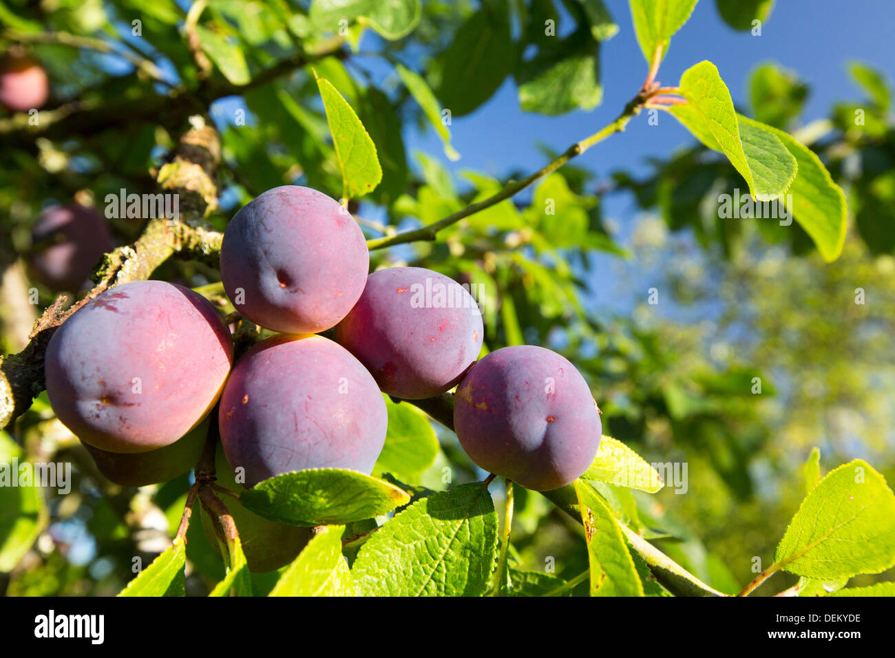 Plum fruit hires stock photography and images Alamy