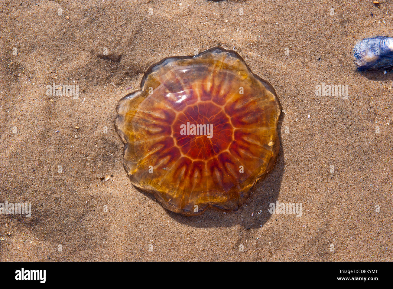 Washed up Lions Mane Jellyfish Stock Photo