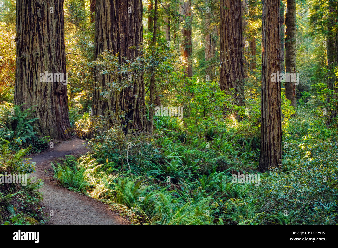 Dirt path in forest Stock Photo