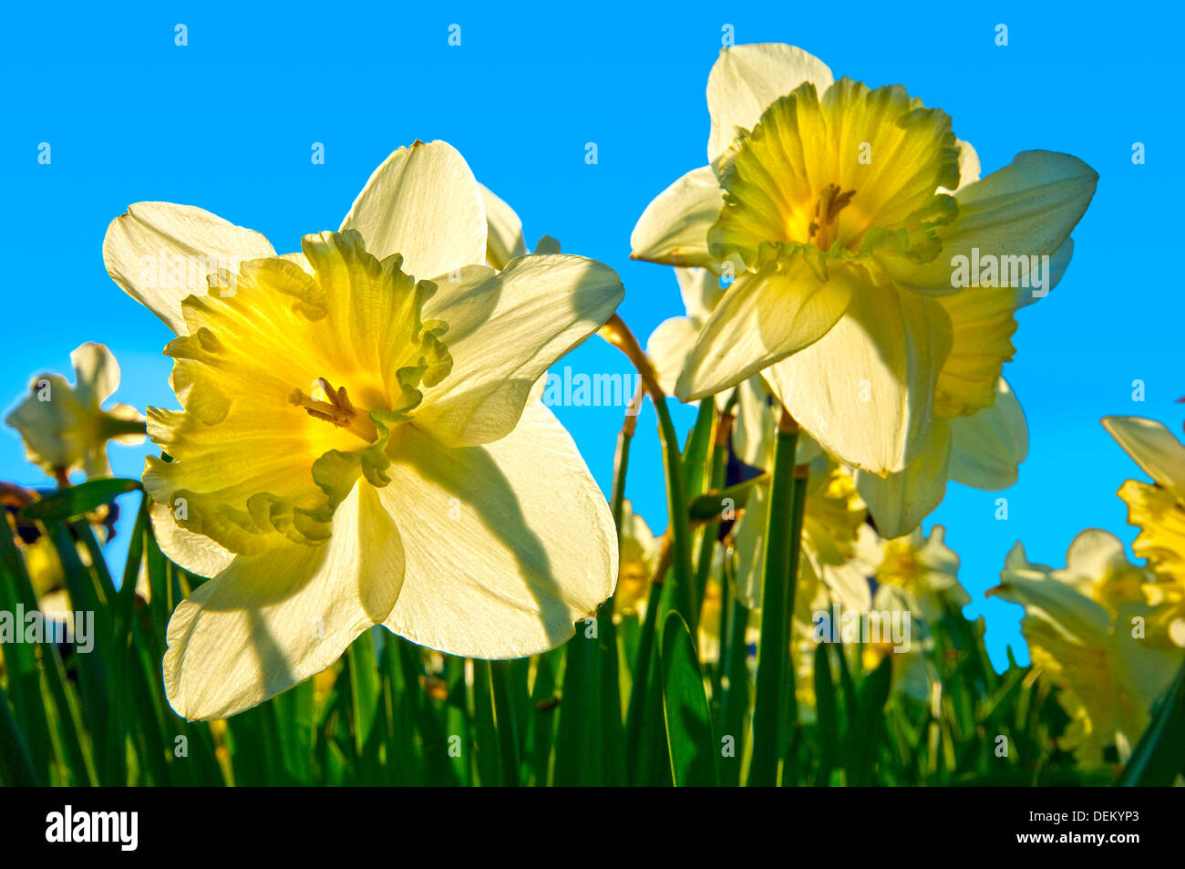 dafodils, spring, Brasted, England, UK, Stock Photo
