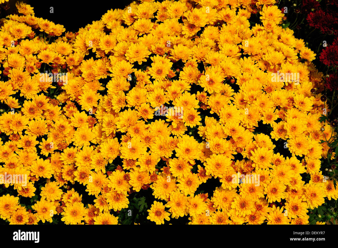 Autumn mums hires stock photography and images Alamy
