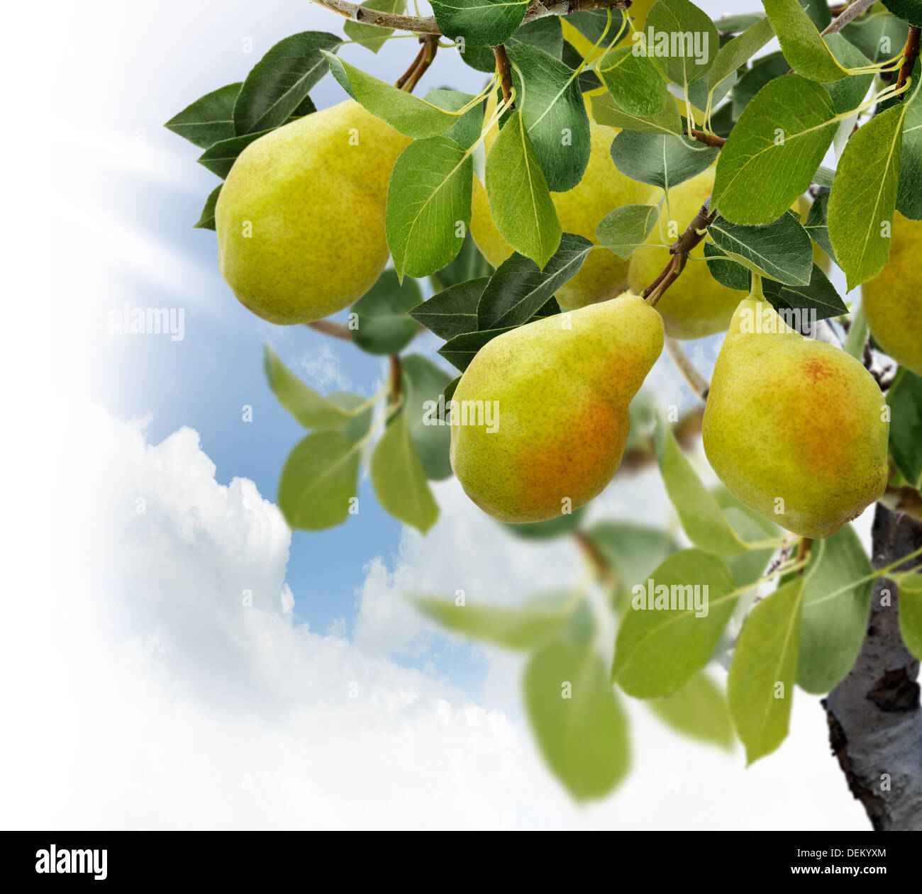 Pear Tree With Fruits ,Close Up Stock Photo