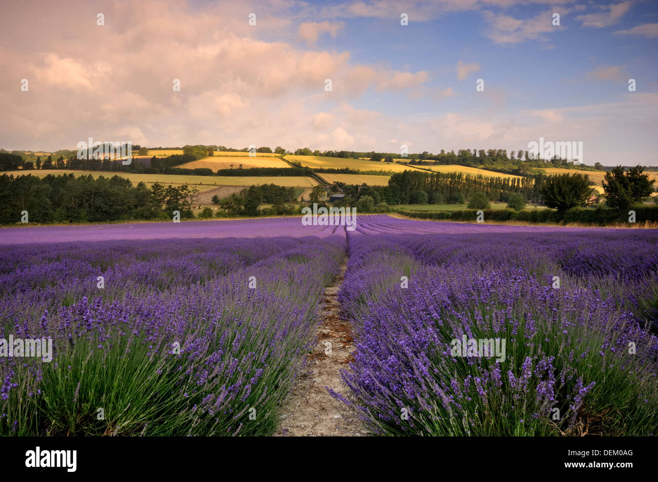 lavender; field; kent; england; uk Stock Photo