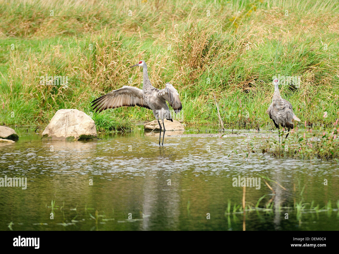 Sandhill Crane couple. Male showing wingspan. Stock Photo