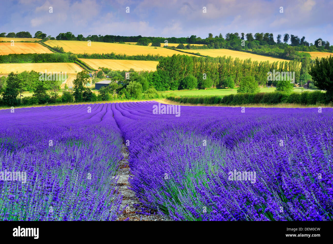 lavender field kent england uk flowers flora landscape beauty agriculture f crop ecologically friendly eco insect friendly Stock Photo