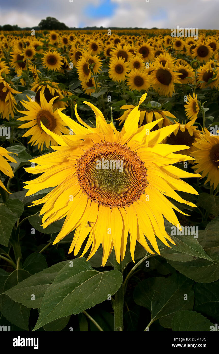 sunflowers field East Sussex England UK Europe flora flower bright colour yellow field agriculture crop seeds Stock Photo