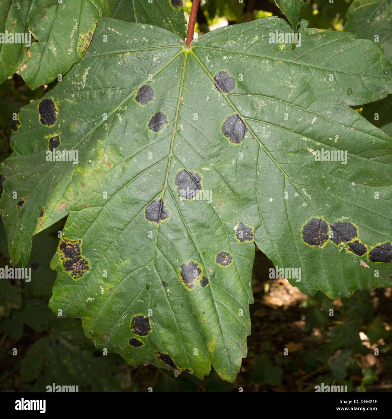 A maple-tree leaf with black blotches called 'tar spots' indicating infection. Stock Photo